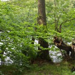 Jasmund Nationalpark