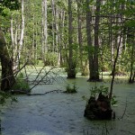 Jasmund Nationalpark