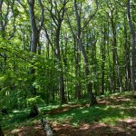 Jasmund Nationalpark