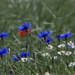 Kornblumen (Centaurea cyanus)