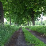 Lindenallee auf Rügen