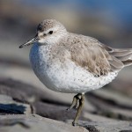 Knutt (Calidris canutus)