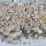 Ein Pulk  von Knutts