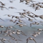 Knutts (Calidris canutus)