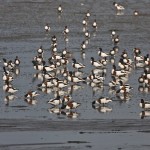 Brandgänse (Tadorna tadorna)