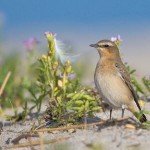 Steinschmätzer (Oenanthe oenanthe)