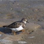 Steinwälzer (Arenaria interpres)