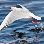 Lachmöwe (Chroicocephalus ridibundus)