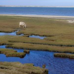 Königshafen auf Sylt