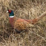 Jagdfasan (Phasianus colchicus)