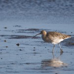 Großer Brachvogel (Numenius arquata)