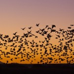 Morgenstart der Gänse