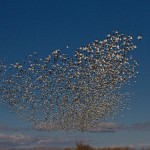 Wolke von Schneegänsen