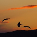 Heimflug der Kraniche