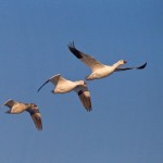 Hinaus in die Lüfte