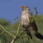 Guirakuckuck (Guira guira)