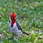 Graukardinal (Paroaira coronata)