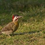 Stichelkopfspecht (Veniliornis lignarius)