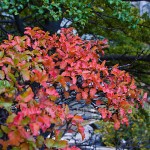 Lenga-Südbuche (Nothofagus pumilio)