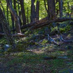 Auf dem Weg zum Monte Fitz Roy