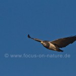 Schwarzbrust-Bussard (Hamirostra Melanosternon)