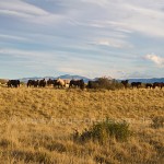 Criollo Wildpferde in der Weite Patagoniens