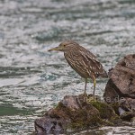 Junger Nachtreiher (Nycticorax nycticorax) 