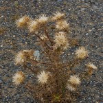 Strandhafer (Ammophila arenaria) 