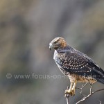 Aguja (Geranoaetus melanoleucus)