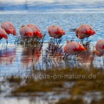 Chile-Flamingos (Phoenicopterus chilensis)