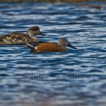 Schopfenten (Lophonetta speculariodes)