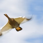 Magellangans, (Chloephaga picta)  Weibchen