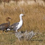 Magellangänse (Chloephaga picta)