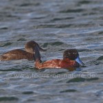 Schwarzkopfruderenten (Oxyura jamaicensis)