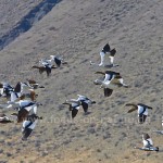 Magellangänse, (Chloephaga picta) 