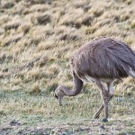 Nandu (Rhea americana)