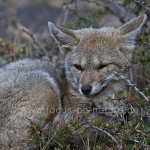 Pampasfuchs (Lycalopex gymnocercus)  