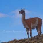 Guanako (Lama guanicoe)