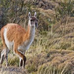 Guanako (Lama guanicoe) 