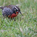 Langschwanz-Soldatenstärling (Sturnella loyca)