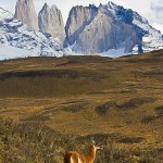 Guanaco beim Torres del Paine Massiv