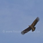 Andenkondor (Vultur gryphus)