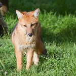 Argentinischer Kampffuchs (Lycalopex griseus)