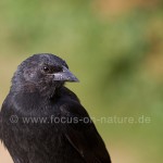 Stachelkopfstärling (Curaeus curaeus)