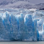 Grey Gletscher