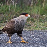 Schopfkarakara (Caracara plancus)