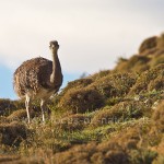 Nandu (Rhea americana)