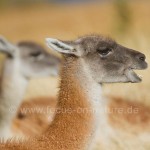 Guanako (Lama guanicoe)