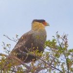Schopfkarakara (Caracara plancus)
