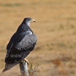 Wanderfalke (Falco peregrinus)